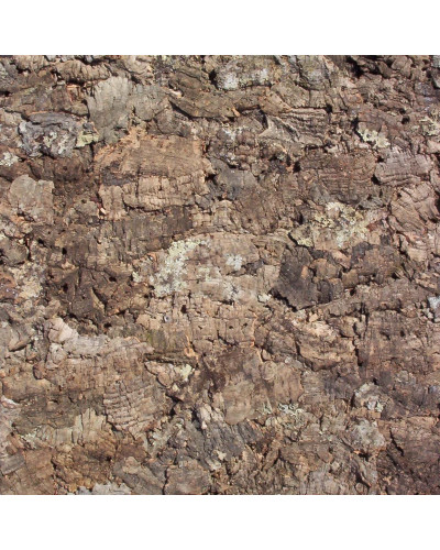 Korkplatte